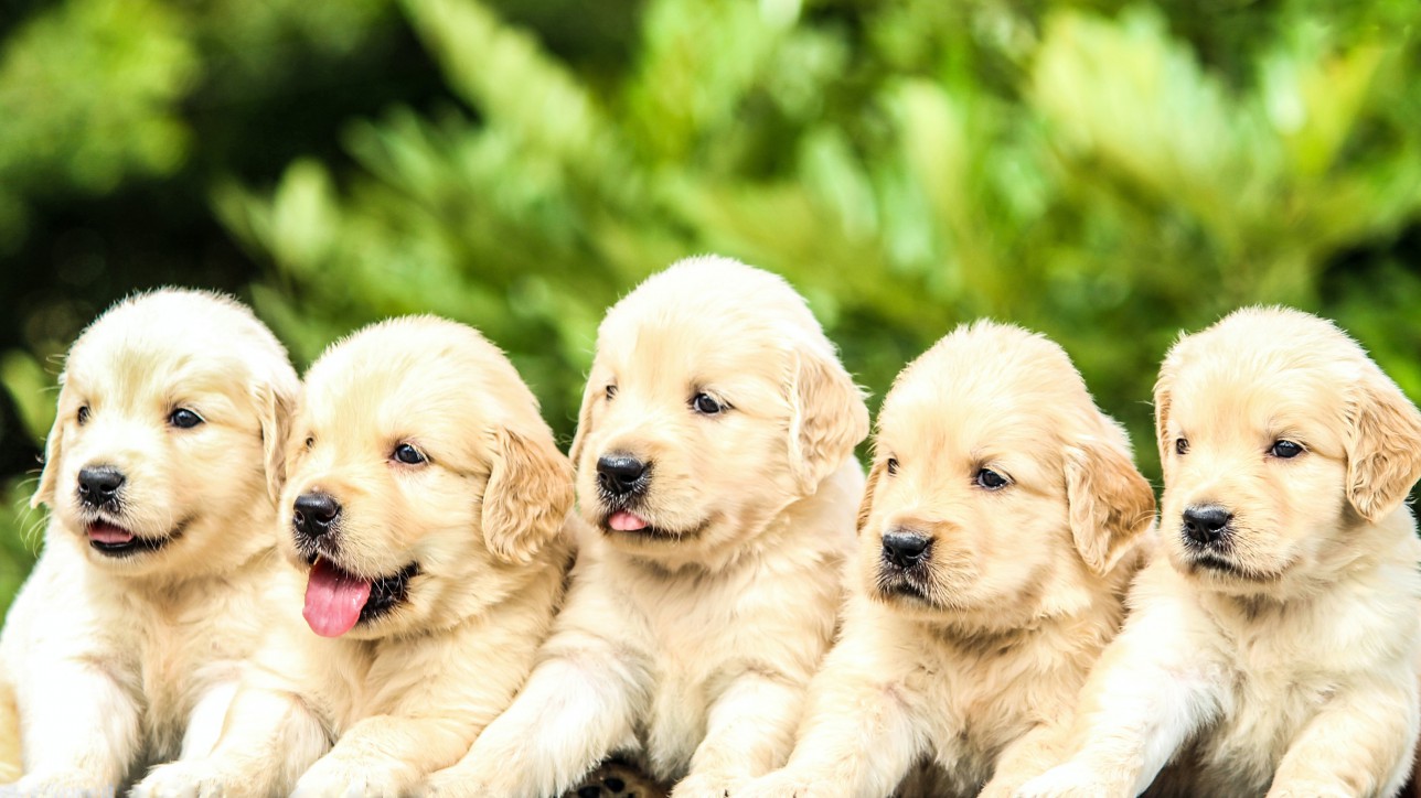 5 Labrador Puppies